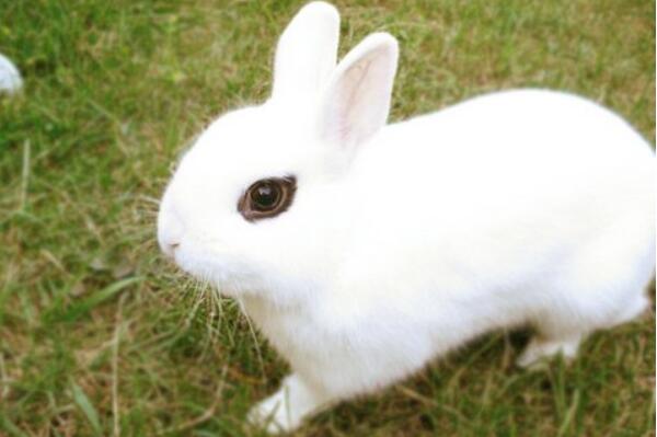 盘点世界八大宠物兔品种，荷兰兔上榜，第一眼周毛为黑色