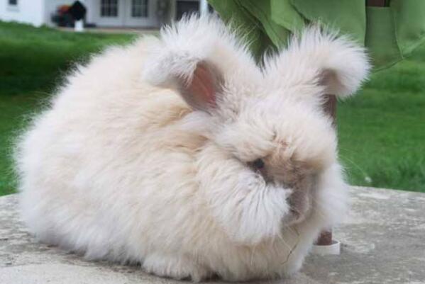 盘点世界八大宠物兔品种，荷兰兔上榜，第一眼周毛为黑色
