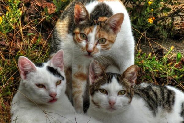 中国十大知名宠物猫品种，橘猫上榜，第二是宠物市场中高价极品猫