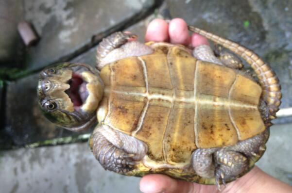 世界十大水栖宠物龟品种，蛋龟上榜，第三是观赏兼具药用价值的龟类