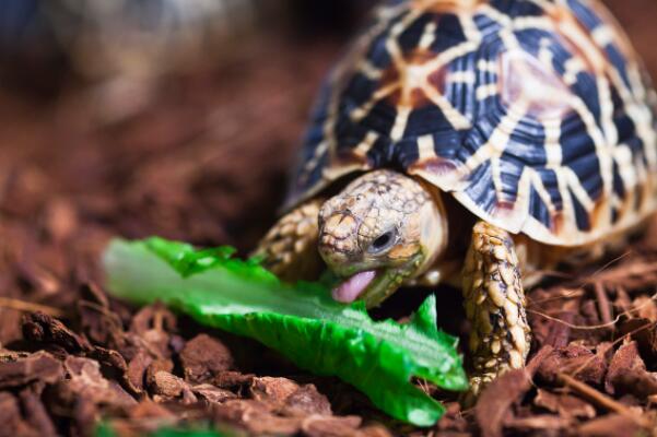 世界十大知名陆栖宠物龟，饼干龟上榜，第一是严禁买卖饲养的珍稀陆