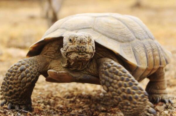 世界十大知名陆栖宠物龟，饼干龟上榜，第一是严禁买卖饲养的珍稀陆