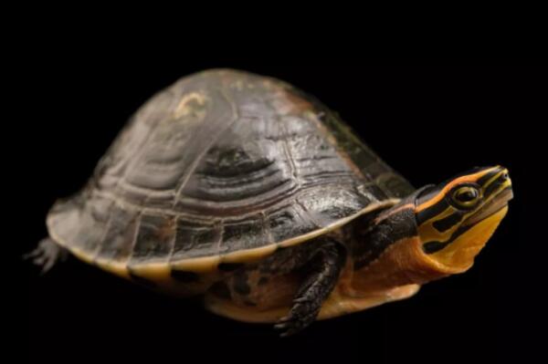 世界知名八大半水栖宠物龟，枫叶龟上榜，第一是二级保护动物