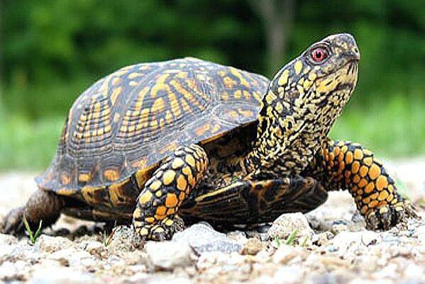 世界知名八大半水栖宠物龟，枫叶龟上榜，第一是二级保护动物