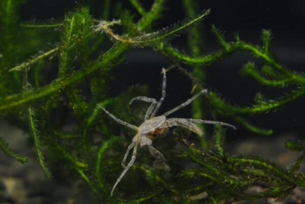 最适合新手养的十大宠物蟹，紫地蟹上榜，第四又被称为恶魔蟹