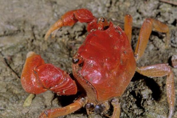 最适合新手养的十大宠物蟹，紫地蟹上榜，第四又被称为恶魔蟹