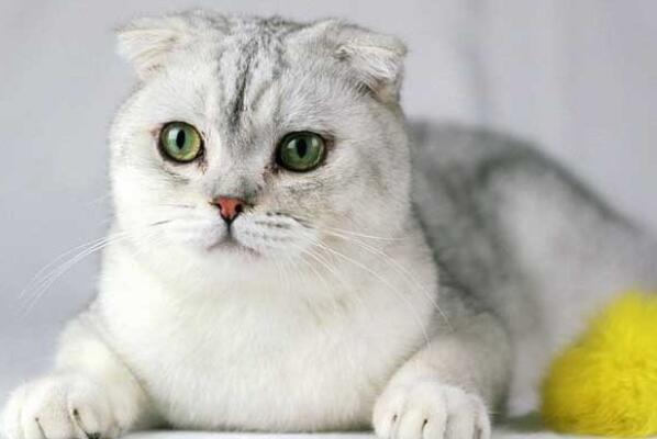 最忠诚的猫前十名 暹罗猫上榜，第一原产于中国