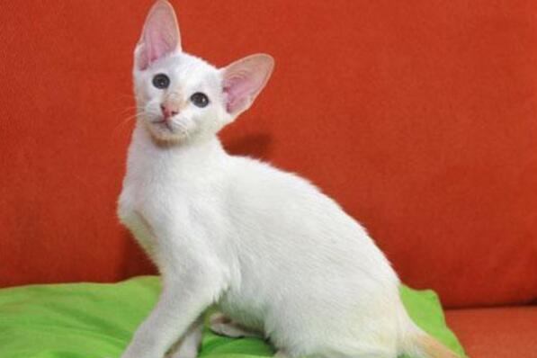 世界上最聪明的猫咪十大排名 暹罗猫上榜，第一原产于加拿大