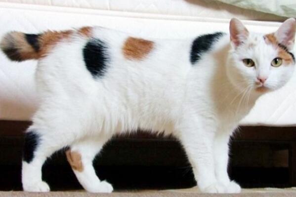 世界上最聪明的猫咪十大排名 暹罗猫上榜，第一原产于加拿大