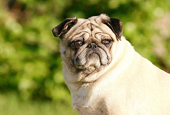 世界上最可爱的十大小型犬，第一名贵宾犬，最后一名简直不要太可爱