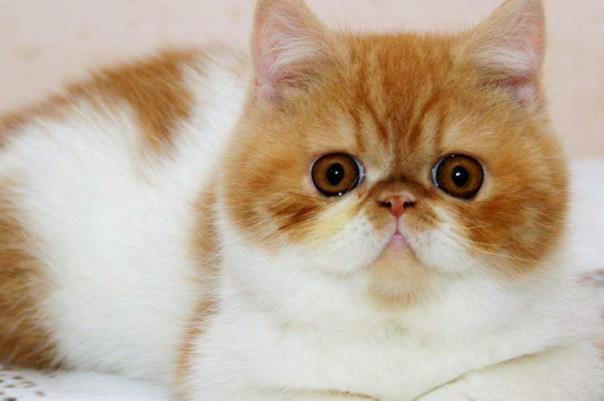 最可爱的十种猫，第一名暹罗猫，第七名温顺且性价比较高