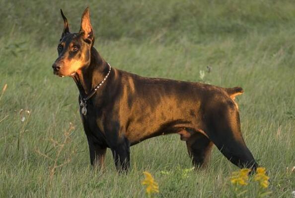十大忠诚猛犬排行榜 卡斯罗犬上榜，第二被誉为“犬中之王”