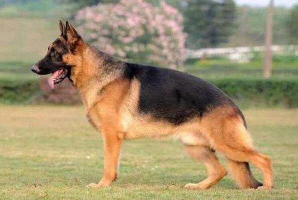 十大忠诚猛犬排行榜 卡斯罗犬上榜，第二被誉为“犬中之王”