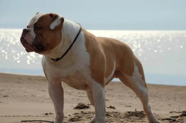 俄罗斯十大名犬 哈士奇上榜，第三有“微笑天使”的称号