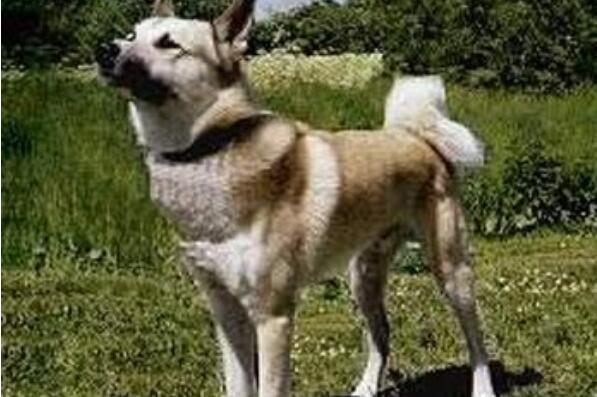 俄罗斯十大名犬 哈士奇上榜，第三有“微笑天使”的称号