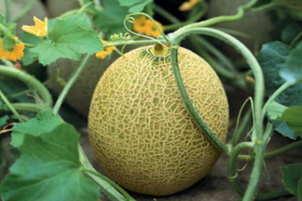 新疆十大特产水果 阿克苏苹果上榜，第八被誉为“水果皇后”