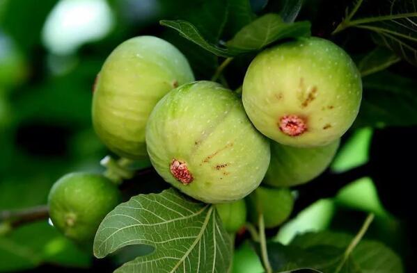 新疆十大特产水果 阿克苏苹果上榜，第八被誉为“水果皇后”