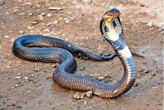 自然界十大致命动物 眼镜蛇排名第二,第四堪称“海洋杀手”