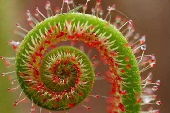 自然界十大奇异植物 猪笼草上榜,排名第三的植物会“跳舞”