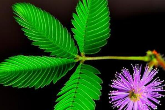自然界十大奇异植物 猪笼草上榜,排名第三的植物会“跳舞”