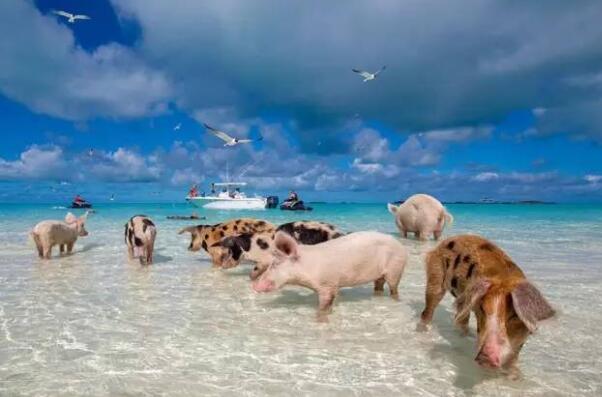 盘点世界十大被小动物占领的小岛 巴西蛇岛上榜，第二是爱狗者的天堂
