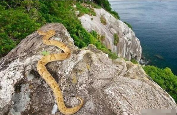 盘点世界十大被小动物占领的小岛 巴西蛇岛上榜，第二是爱狗者的天堂