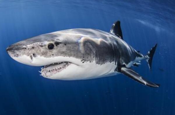 自然界恐怖的“致命杀手”排行榜 大白鲨上榜，第一令人意想不到