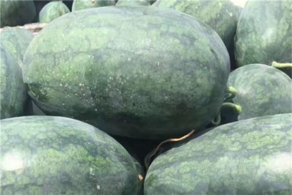 早熟西瓜品种十大排行榜 黑美人上榜,第一口感一流