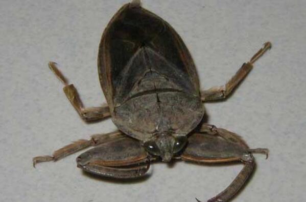 自然界十大怪异昆虫排行榜 蜻蛉上榜，第二是“螳螂之王”