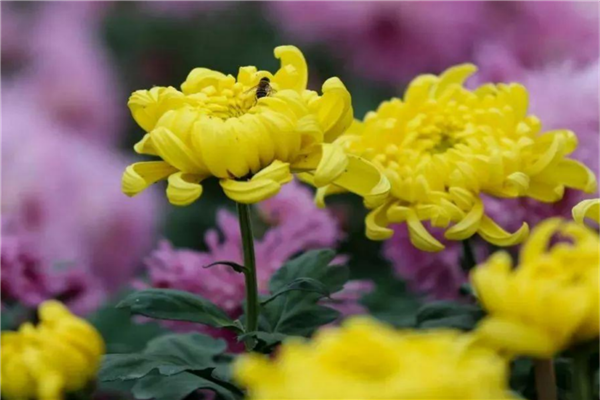 全球十大名花 风信子上榜，第九郁金香是多个国家国花