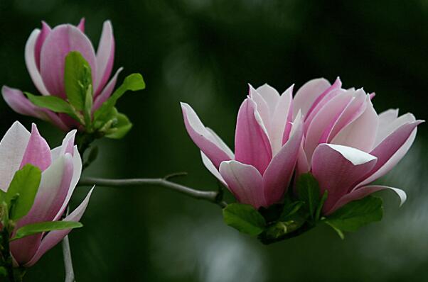 云南八大名花排名 杜鹃花上榜,绿绒蒿是“世界名花”
