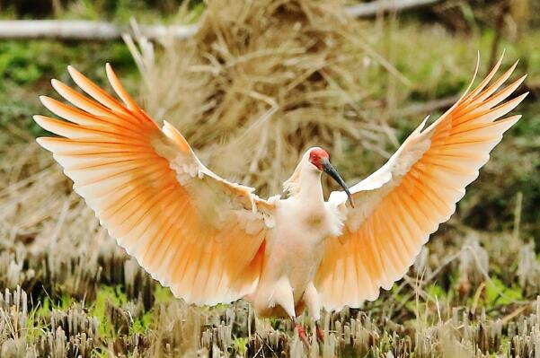 中国十大名鸟 鸳鸯上榜,“鸟中歌手”百灵排名第一
