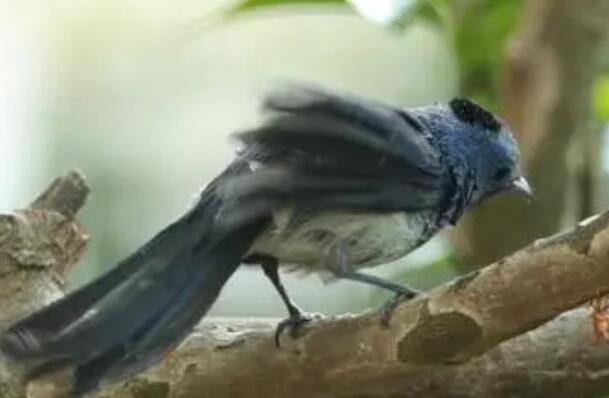 全球十大蓝色的鸟 黑枕王鹟上榜,小仙鹟第六