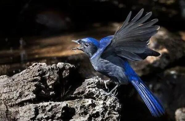 全球十大蓝色的鸟 黑枕王鹟上榜,小仙鹟第六