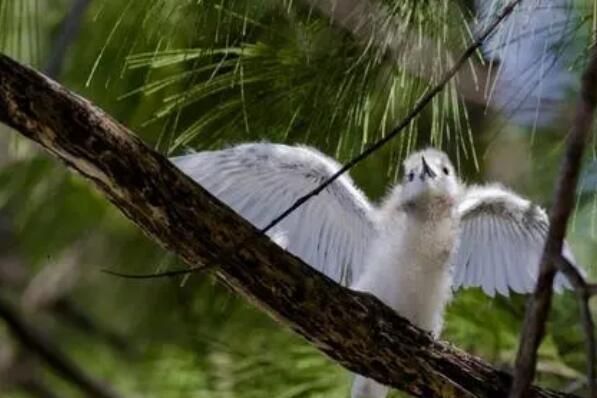 全球十大白色的鸟 天鹅上榜,白凤头鹦鹉第一