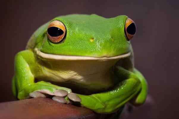 盘点十大绿色动物 树蛙上榜,第一很凶猛