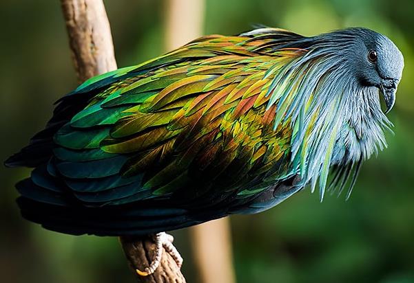 世界上最绚丽的十种鸟类，第一最浪漫，第三是二级保护动物
