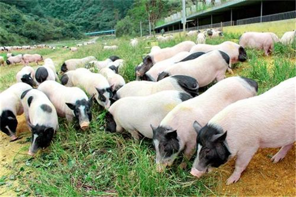 十大成本低的暴利养殖：竹鼠养殖上榜，第三是特种养殖项目
