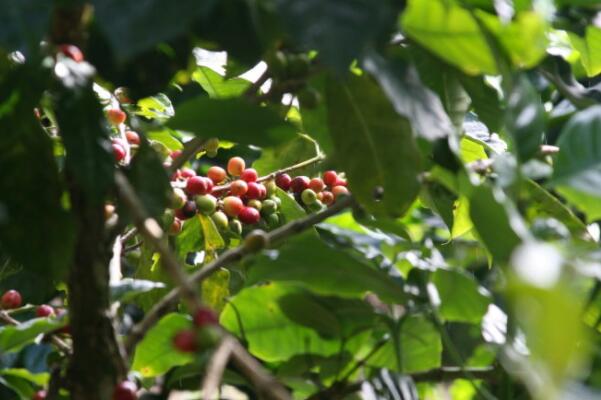 世界著名十大咖啡产地，哥伦比亚上榜，第四因瑰夏而引人瞩目