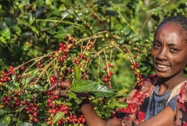 世界著名十大咖啡产地，哥伦比亚上榜，第四因瑰夏而引人瞩目