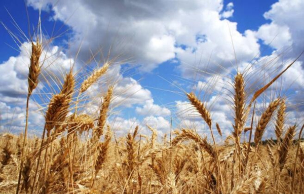 2017年全国各省粮食产量排行榜，黑龙江粮产占比排名第一
