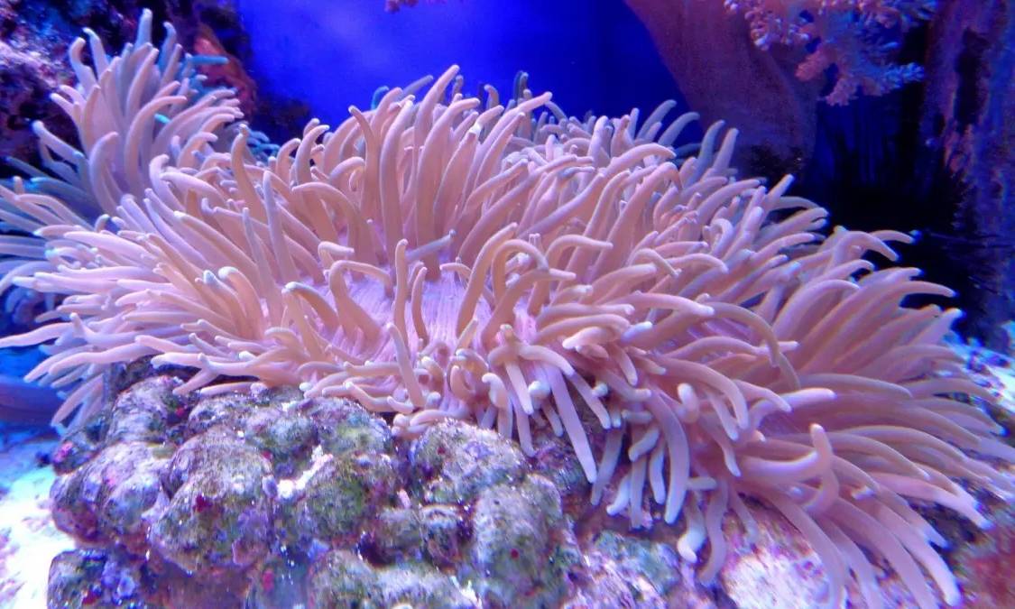 珊瑚是动物而不是植物