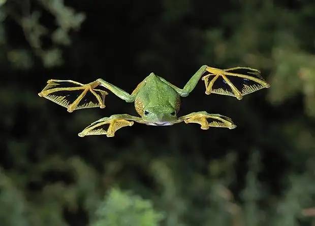 飞蛙：会飞的青蛙