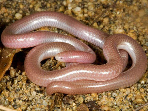 盲蛇：世界上最小的蛇