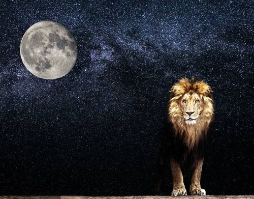 留意月亮 避免被狮子暗杀