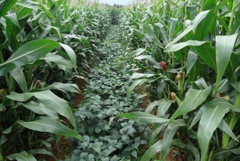 玉米和大豆间种为什么能增产