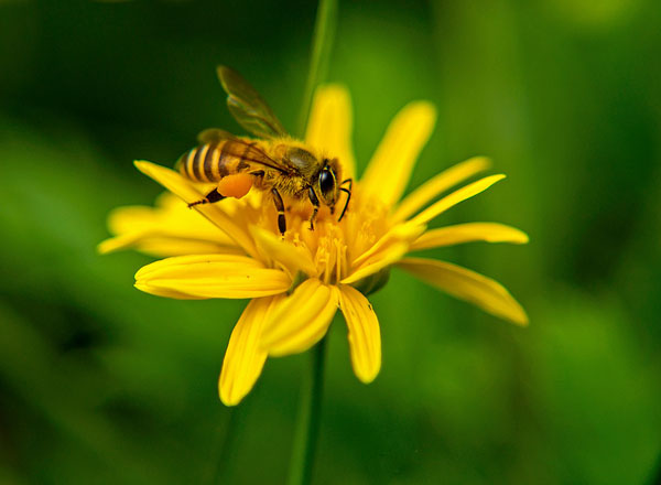 蜜蜂蜇人后为什么会死去