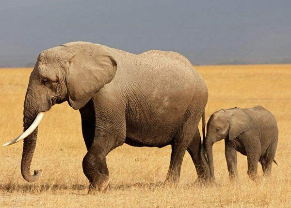大象怀孕期长达两年