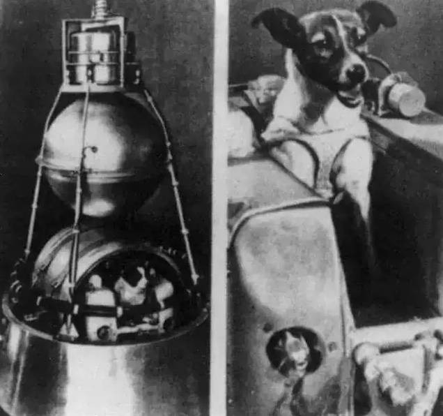 第一只进入太空的狗狗：莱卡