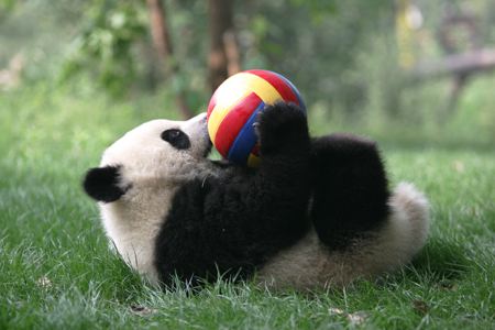 国宝大熊猫也曾经沦落街头卖艺